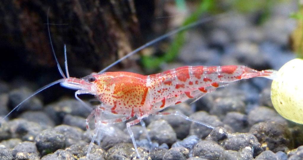 Tibee - Caridina logemanni x Caridina mariae