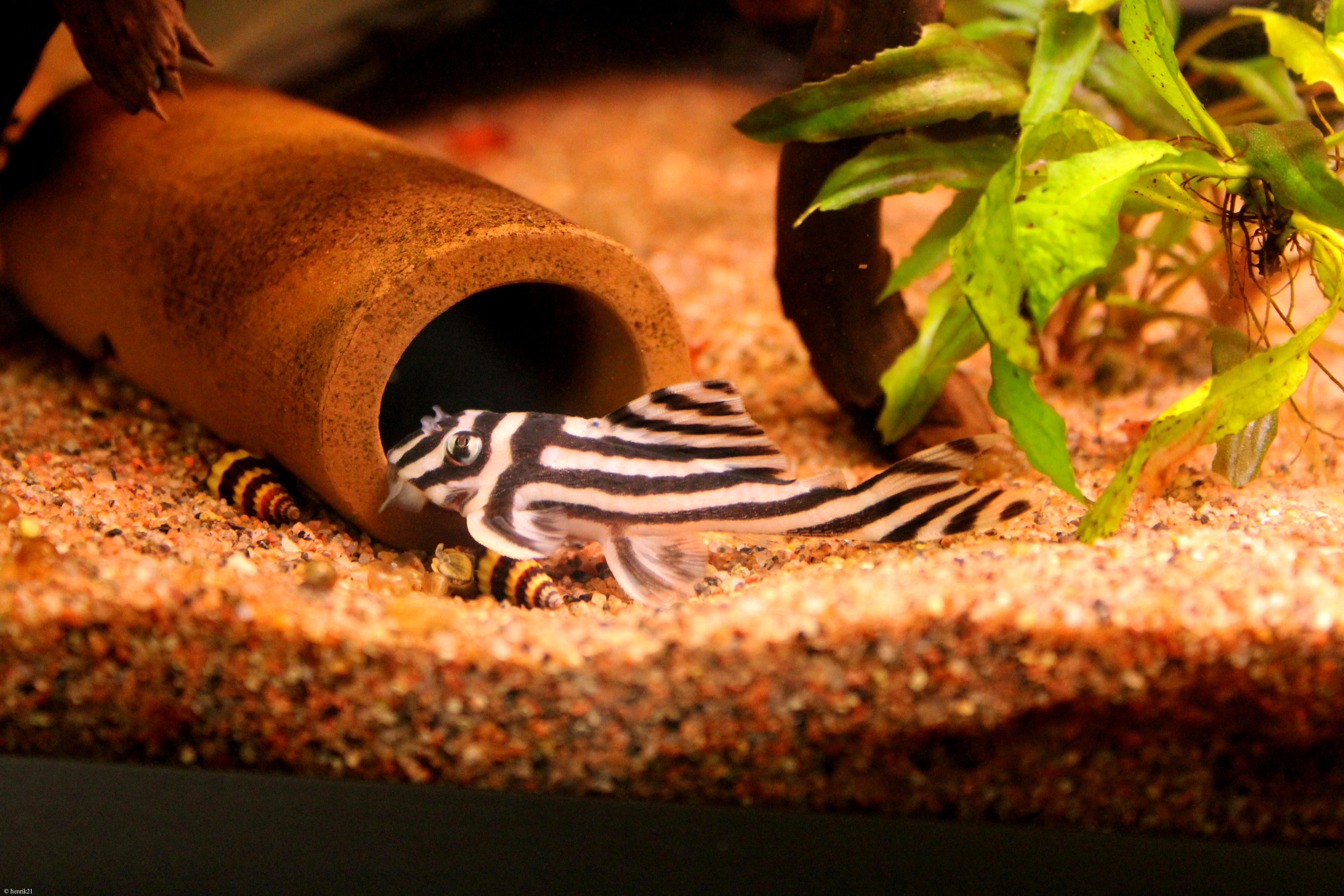 Hypancistrus zebra L046