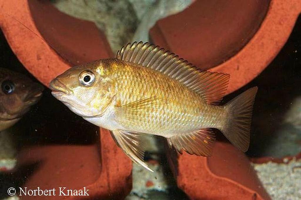 Petrochromis sp. "texas kipili"