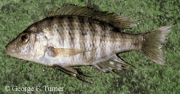 Aulonocara sp. "copper"