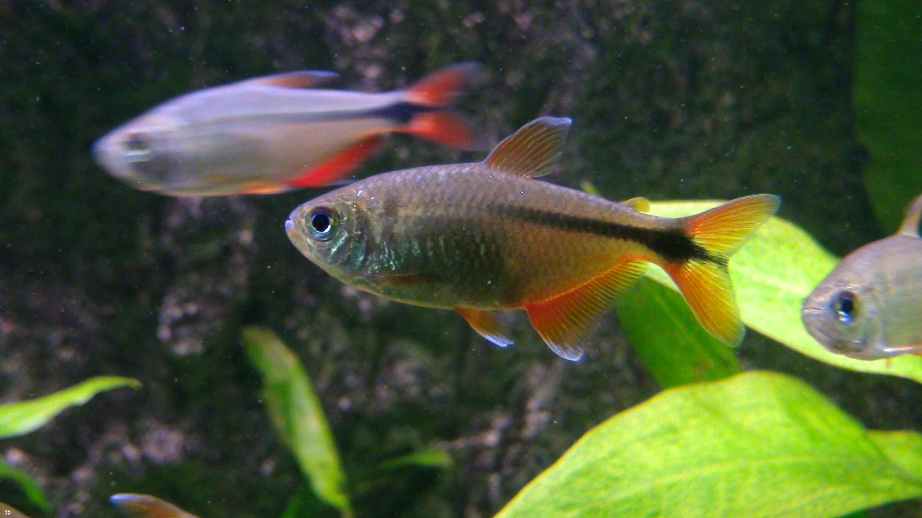 Hyphessobrycon anisitsi