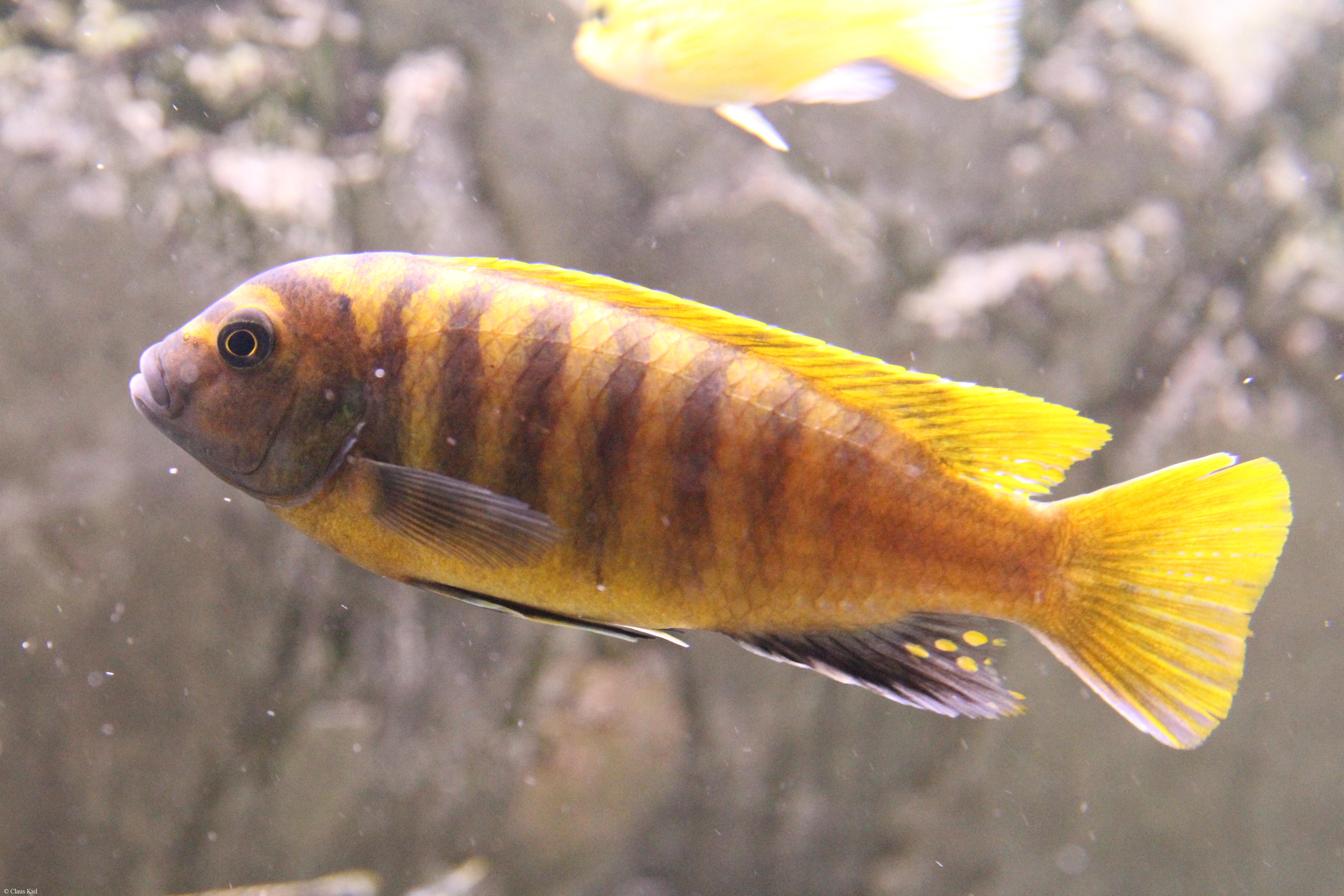 Maylandia sp. "zebra gold"