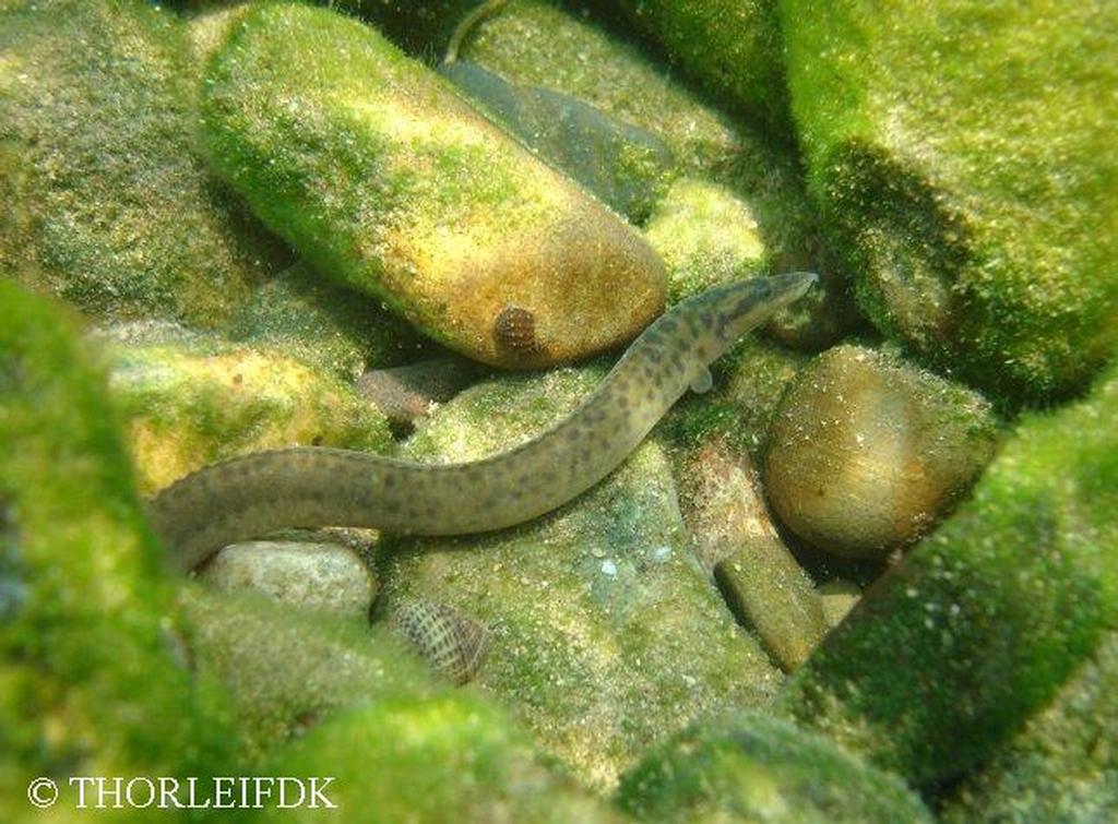 Mastacembelus tanganicae