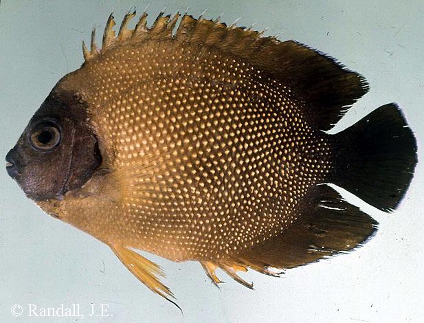 Apolemichthys guezei