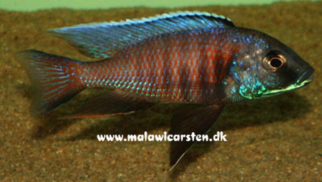 Copadichromis sp. "kawanga"