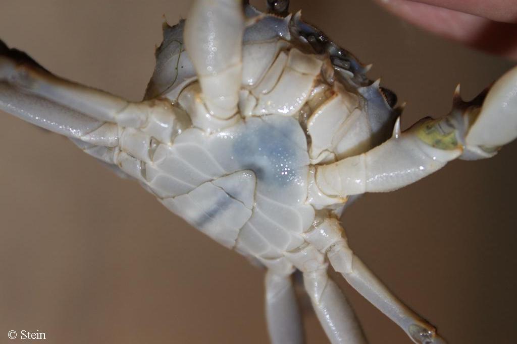 Potamonautes (Platyhelphusa) armata