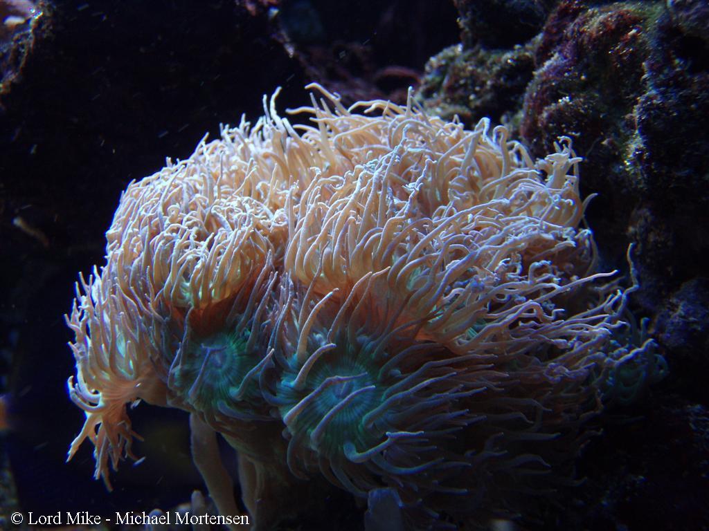 Duncanopsammia axifuga