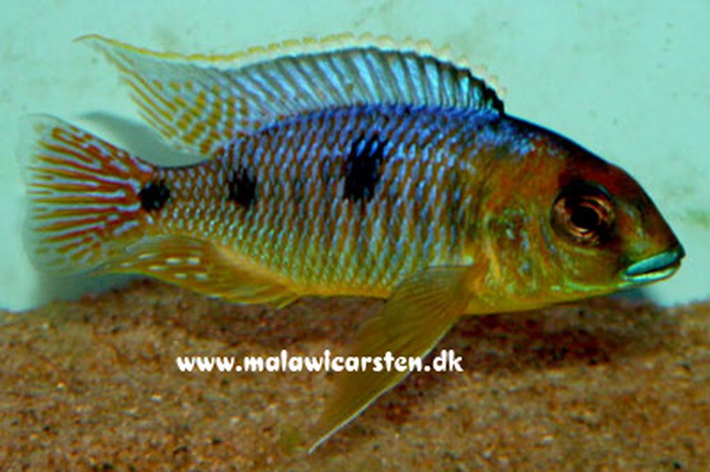 Otopharynx sp. "auromarginatus goldhead"