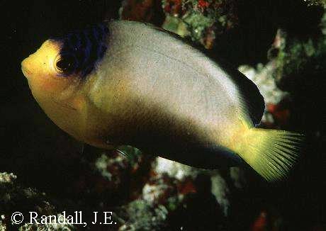 Centropyge multicolor