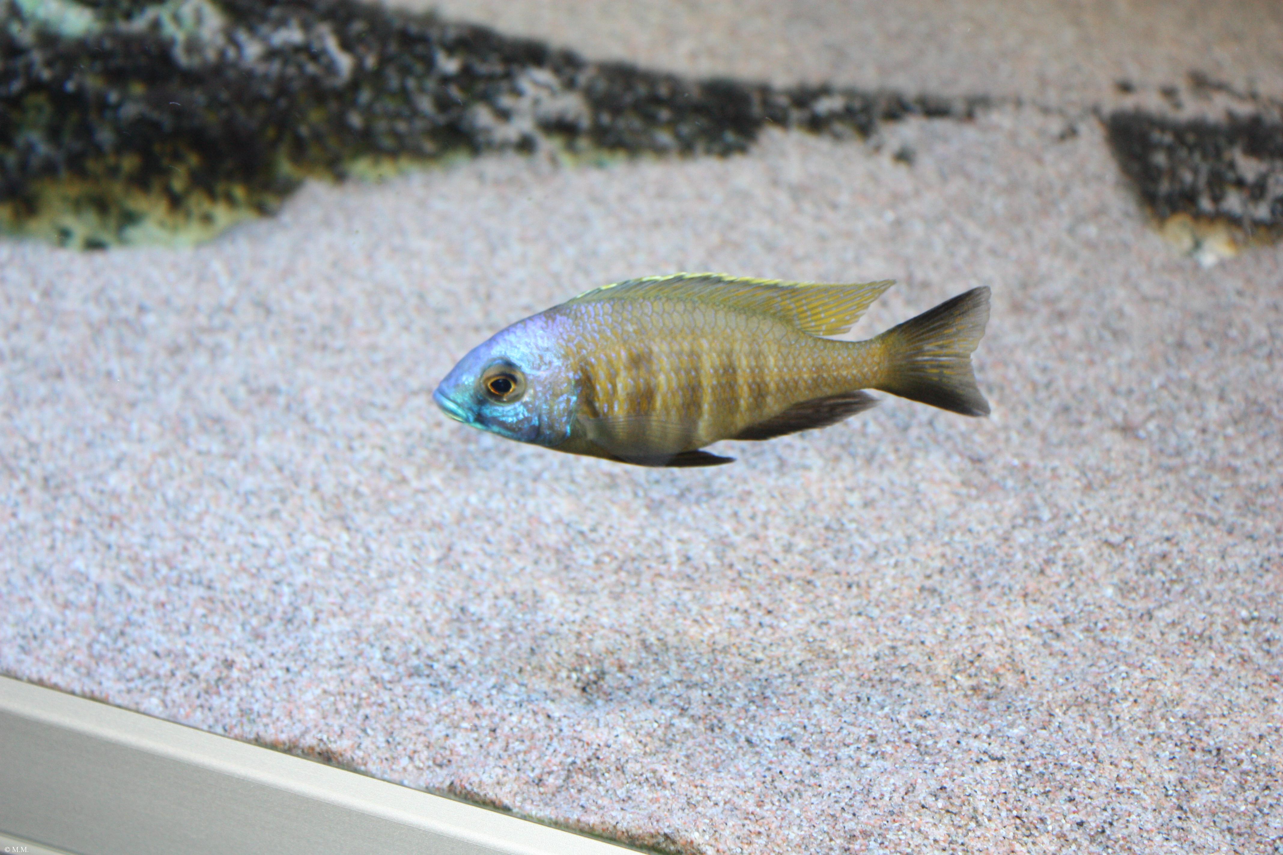 Placidochromis sp. "mbamba"