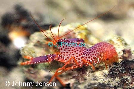 Enoplometopus debelius