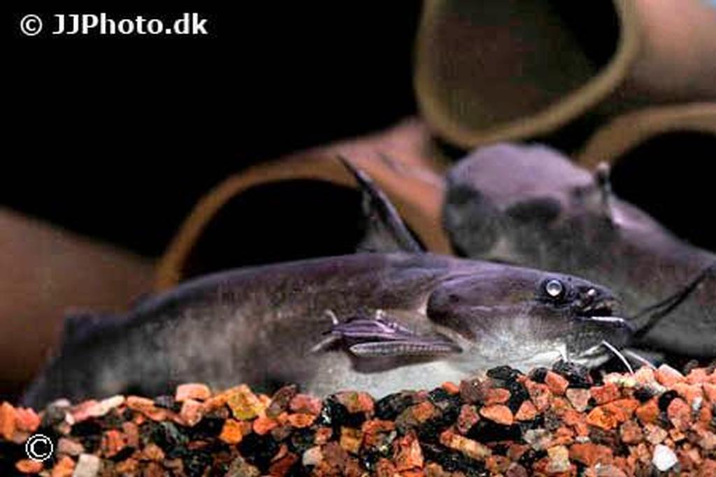 Trachycorystes trachycorystes