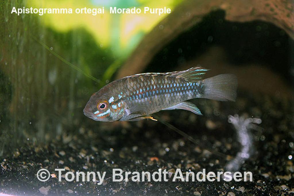 Apistogramma urteagai