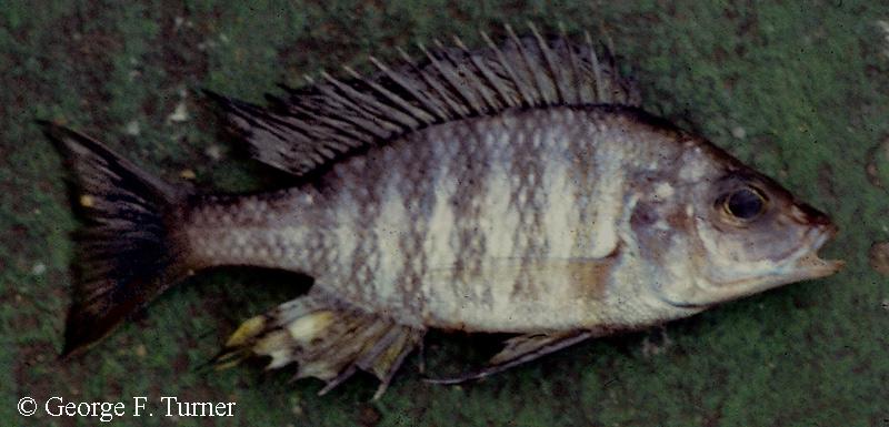 Aulonocara sp. "deep"