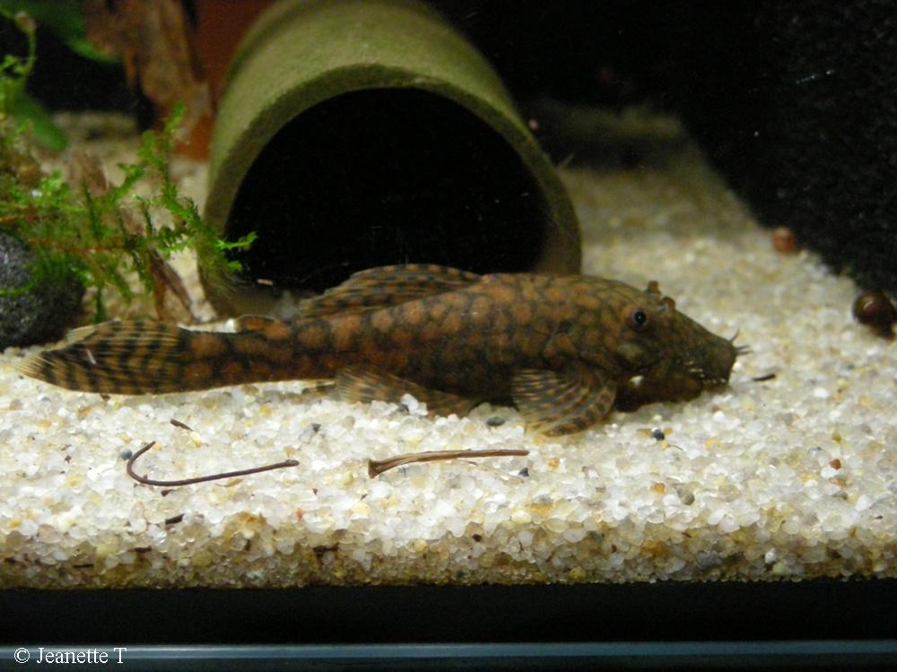 Ancistrus sp. Rio Paraguay