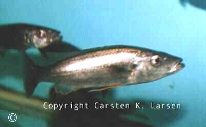 Rhamphochromis ferox