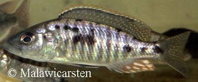 Sciaenochromis benthicola