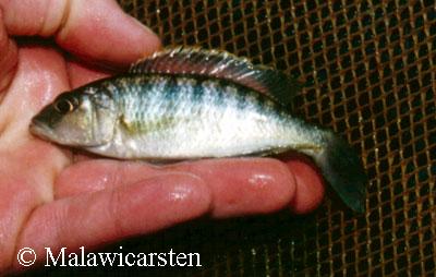 Sciaenochromis psammophilus