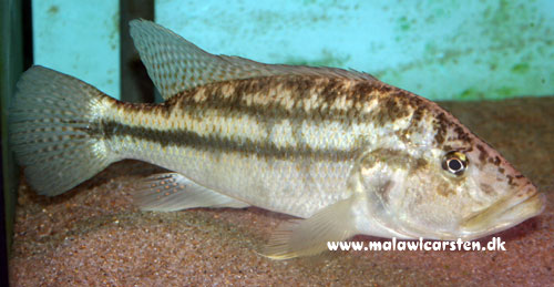 Serranochromis robustus