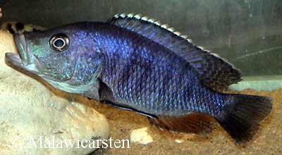Stigmatochromis modestus