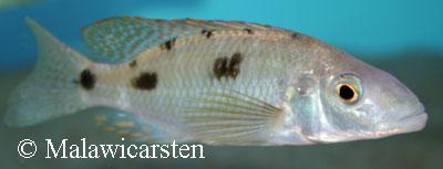 Stigmatochromis pholidophorus