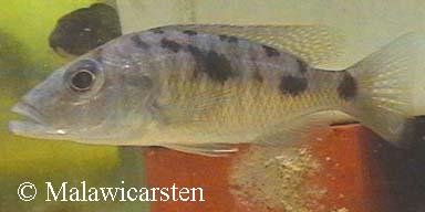 Stigmatochromis woodi