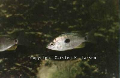 Copadichromis pleurostigmoides