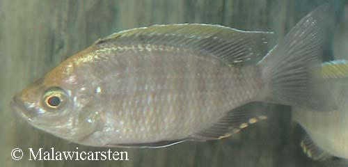 Copadichromis sp. "virginalis gold"