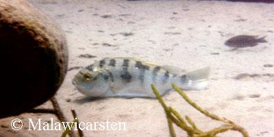 Oreochromis karongae