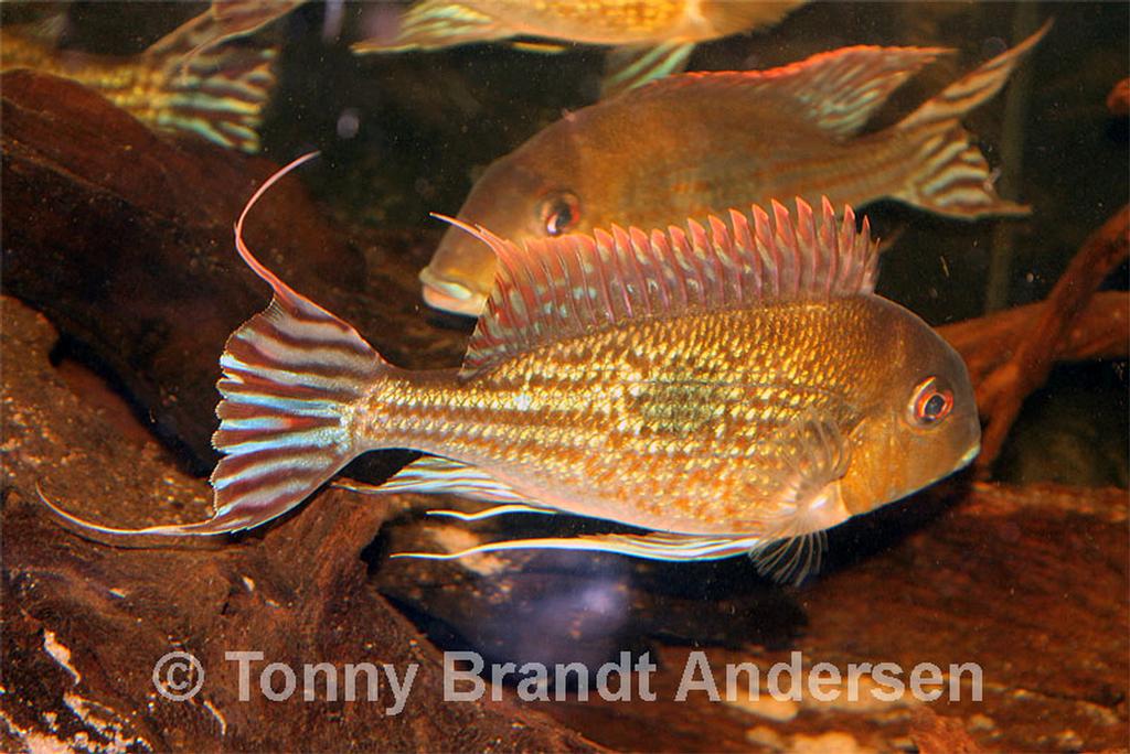 Geophagus megasema