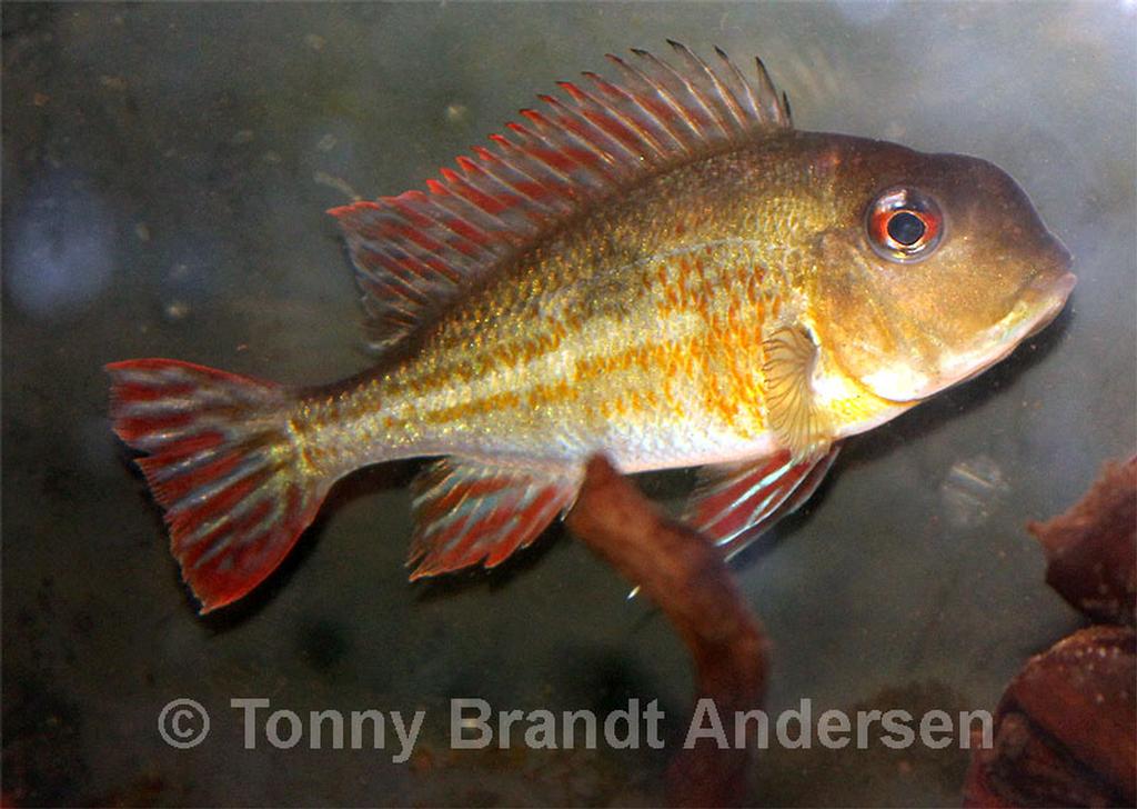 Geophagus proximus
