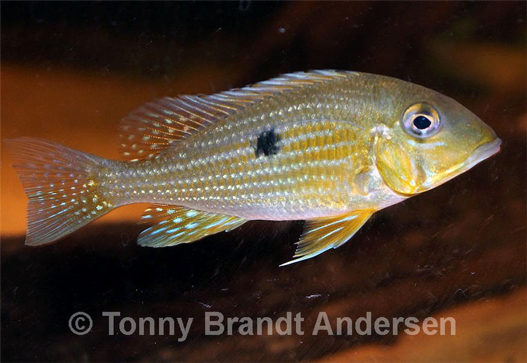 Geophagus taeniopareius