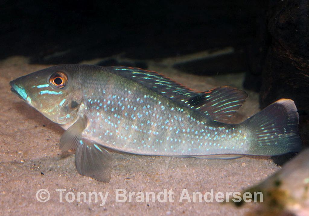 Retroculus lapidifer