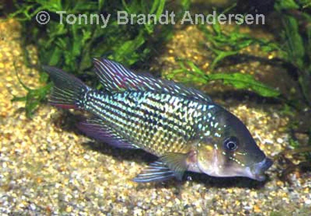 Gymnogeophagus rhabdotus