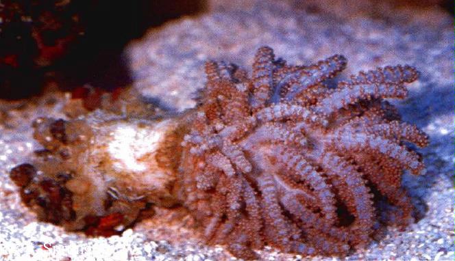 Studeriotes longiramosa