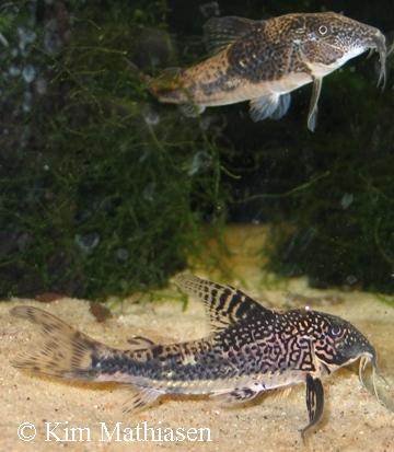 Scleromystax barbatus
