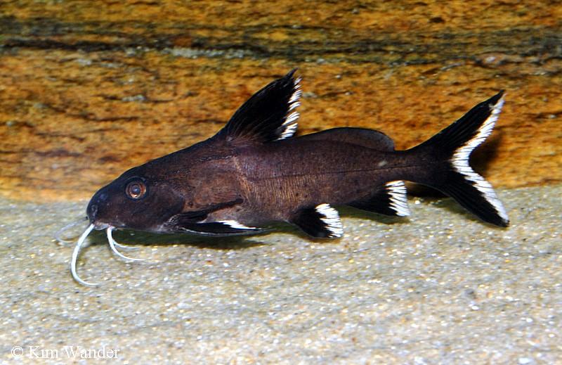 Synodontis granulosa