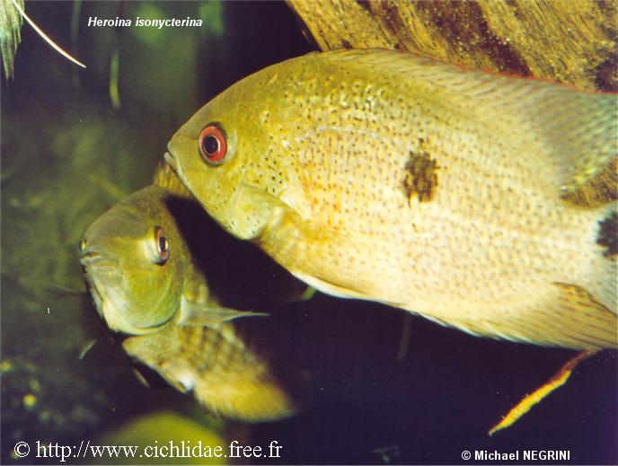 Heroina isonycterina