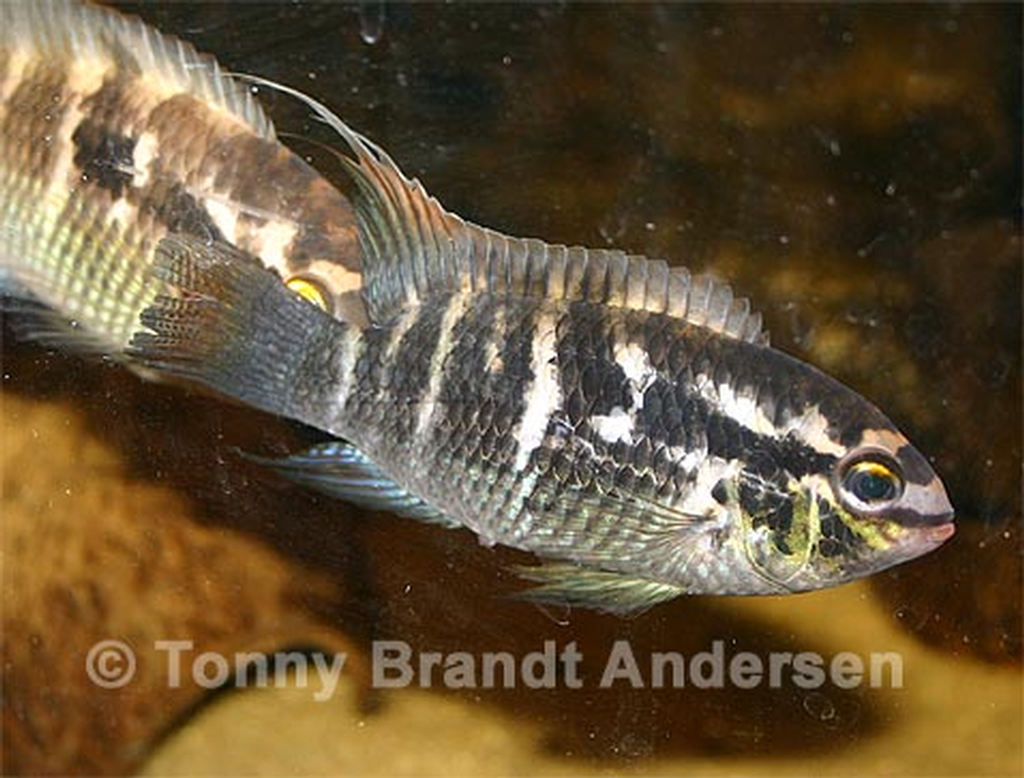 Laetacara flavilabris