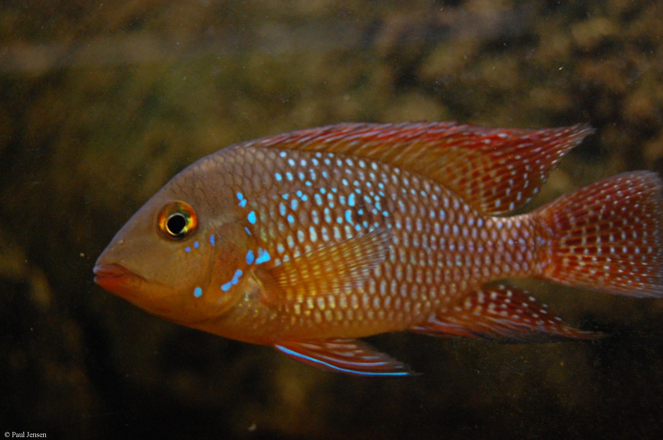Geophagus iporangensis