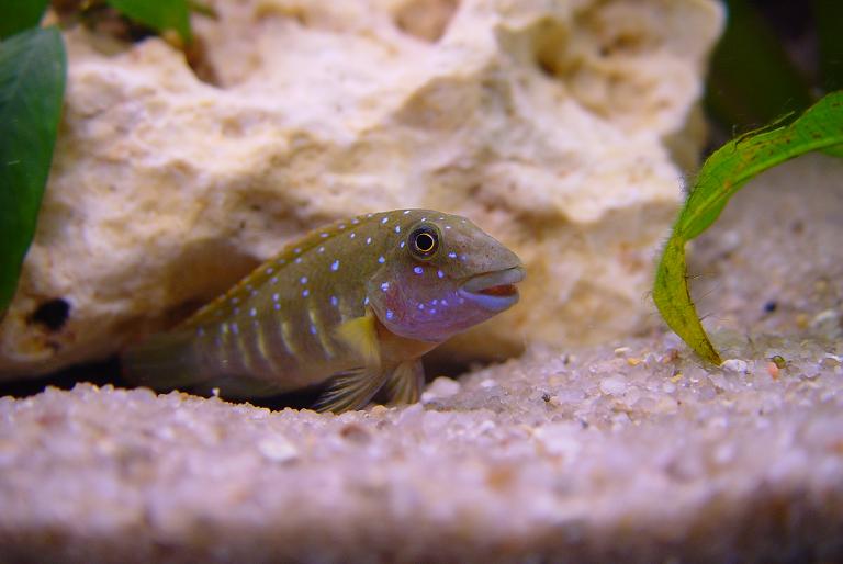 Eretmodus cyanostictus