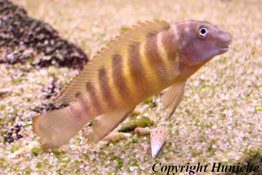 Eretmodus sp. cyanostictus north