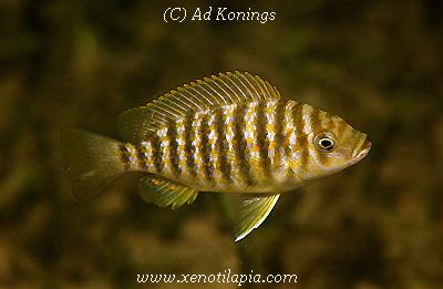 Interochromis loocki