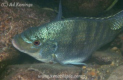 Oreochromis tanganicae
