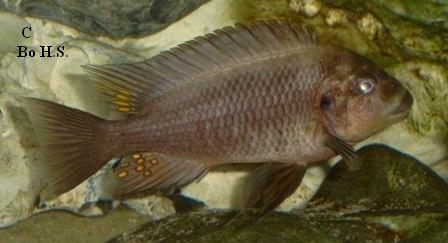 Petrochromis ephippium