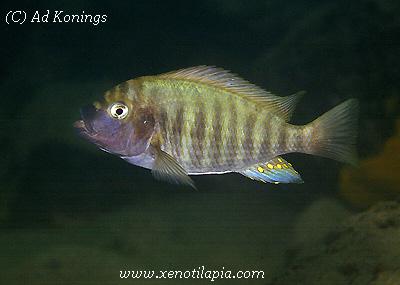 Petrochromis fasciolatus