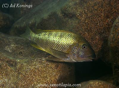 Petrochromis macrognathus
