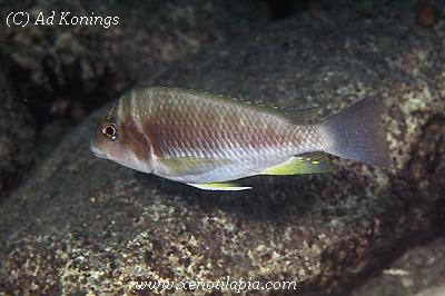 Petrochromis orthognathus