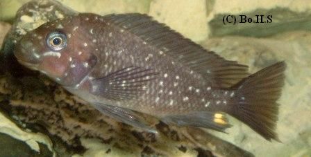Petrochromis trewavasae