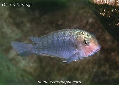 Pseudosimochromis curvifrons